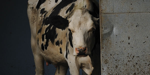 Petition Asks Australian Prime Minister to Stop Live Export of Cattle
