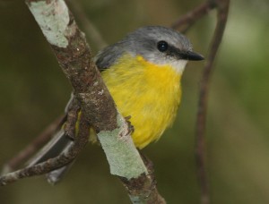 Eastern Yellow Robin - a songbird