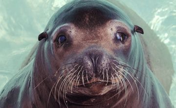 Petition to Stop Animal Cruelty at Marineland