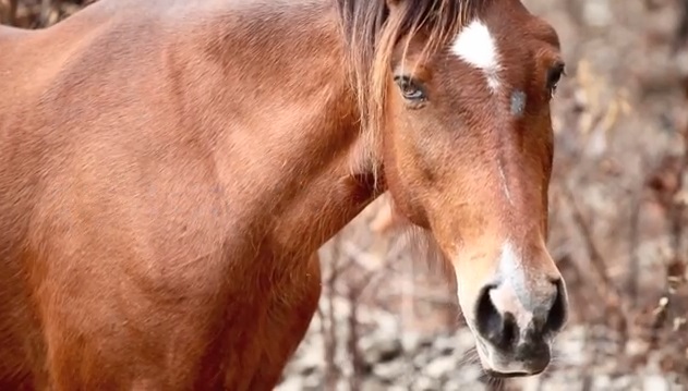 Saving the Last Wild Horse on Abaco Island