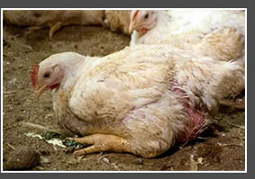ASPCA Calls People to Sign the Petition for Cruelty Prevention to Chicken