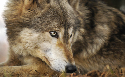 Lies and Cold Blood – Wolves Cull Begins in Michigan