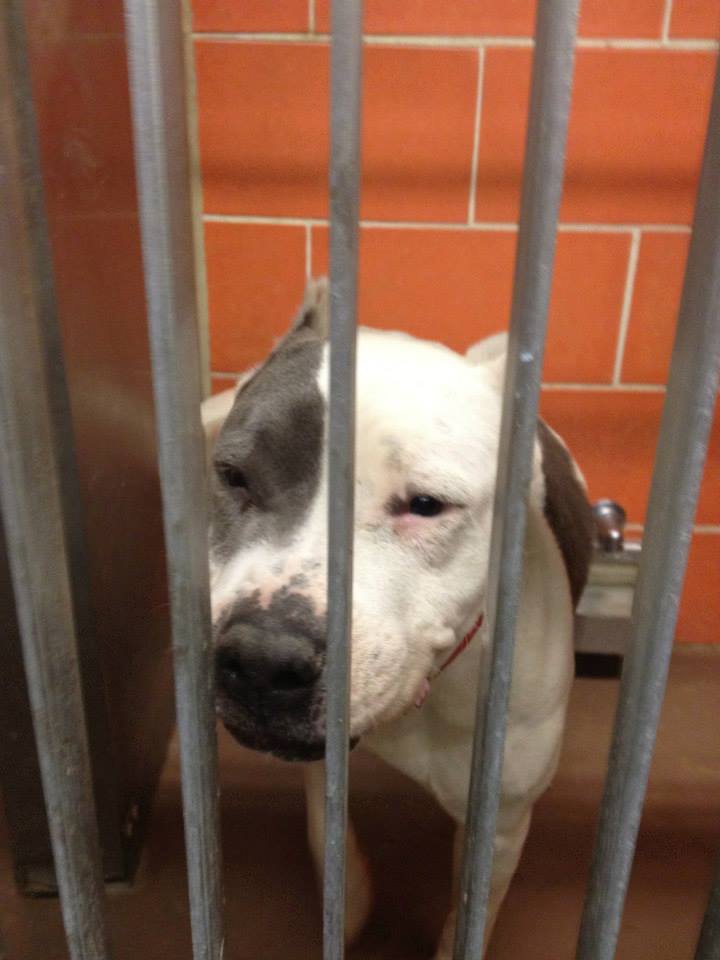 Chicago Pound Dog Bonnie Needs Rescue/Foster Offers