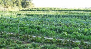 Organic vegetable cultivation