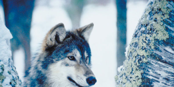 Barbaric Contest of Killing Wolves to Follow Christmas in Idaho
