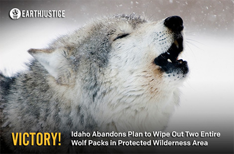 News of Victory – No More Killing of Wolves in Idaho!