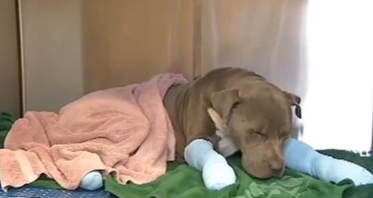Voice Raised against Cruelty to Pet Dog in Palm Bay, FL