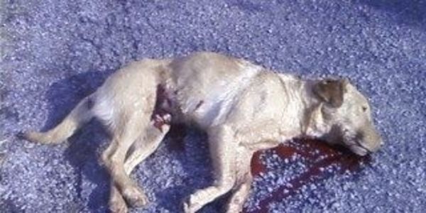 Family Dog Shot Dead by Postal Worker in Hohenwald, TN