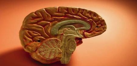Research Links Overactive Immune System to Brain Damage
