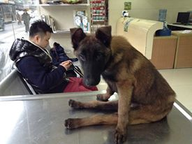 Animal Rescuers Team Up to Get Paralyzed Pup from China to US
