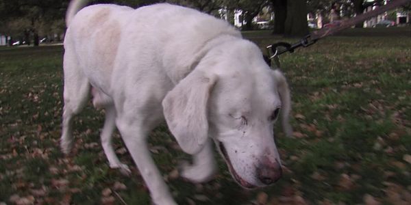 Will Authorities Serve Justice for 200 Dead Dogs in Goose Creek, SC?