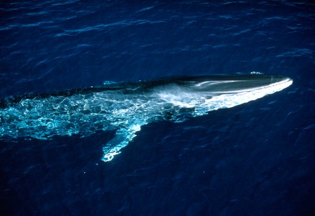 Canada Allows Shipping of Fin Whale Meat Across Its Territory