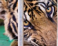 Proposed Legislation Seeks Liberation of Wild Animals from Circuses in US