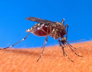 Chikungunya Virus Cases in US Cause Health Alarm