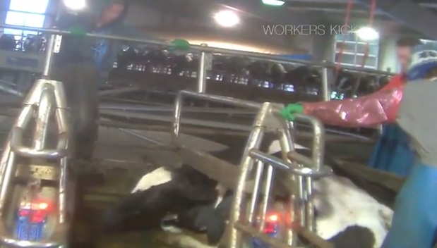 New Video Exposes Brutal Torture of Cows in Canada’s Dairy Industry