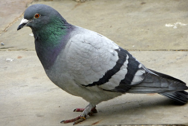 Pennsylvania Legislators Ask for Ban on Pigeon Shoots
