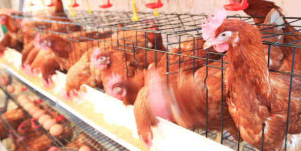 Uncovered: Chicken Buried Alive by Major Poultry Supplier