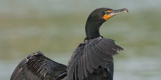 Cull Plan for Thousands of Cormorants along the Columbia River Estuary