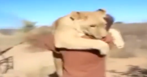 Video of Lion Hugging Rescuer in Africa Going Viral