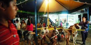 Live Pony Carousels Banned in Mijas, Spain