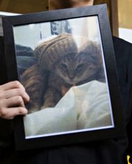 Punish Alberta Teens Stabbing Stolen Cat to Death