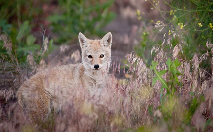 California Makes History by Banning Wildlife Killing Contests