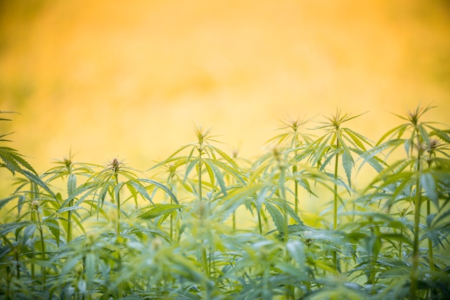 New Study: Marijuana Farming Cause of California Drought