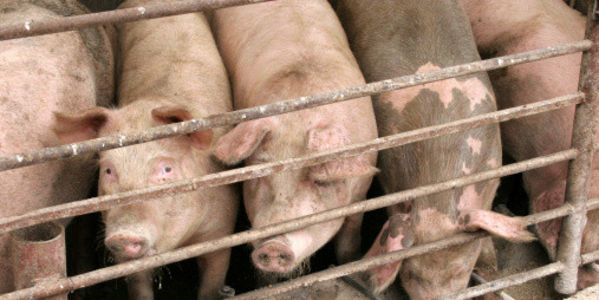 USDA Petitioned for Banning Ractopamine on Pig Farms