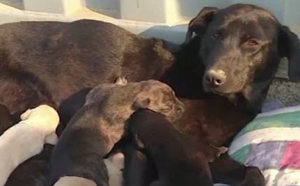 Canine Intelligence: Mama Dog in Chile Rescues Her Pups from Fire