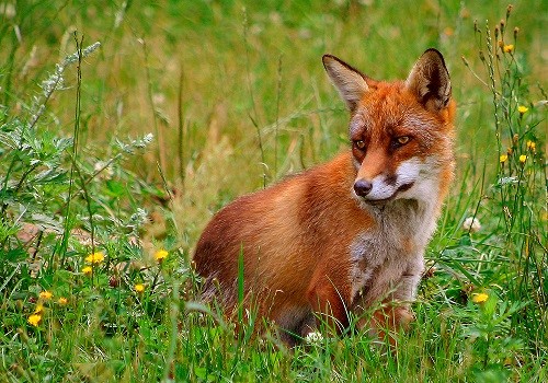 Fox-Hunting Using Dogs – Cruelty in Europe