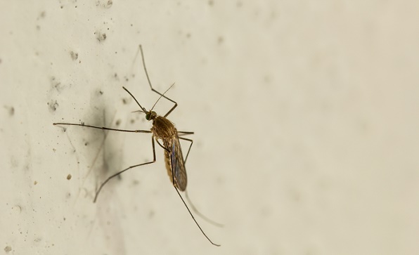 Malaria Vaccine Becomes ‘Effective’ Leading to Questions