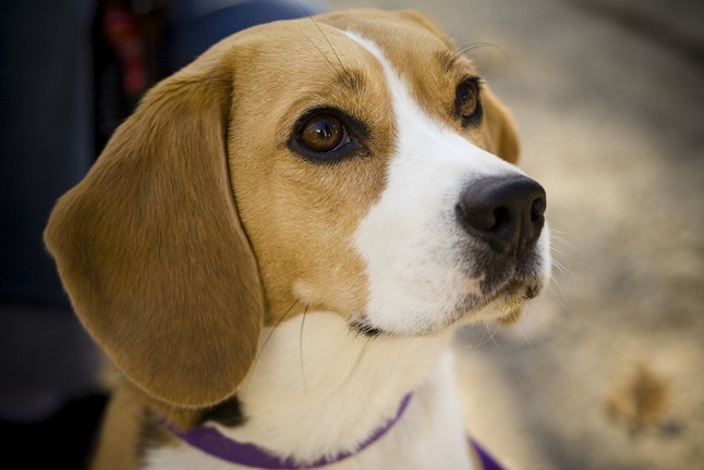 Voices against Research Facility Abusing Beagles in Britain