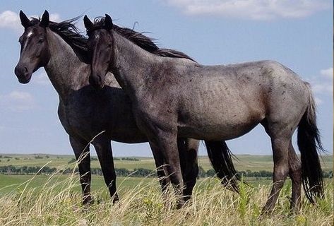 Shocking: Hundreds of Federally Protected Horses Sold to Slaughter Agent in Colorado