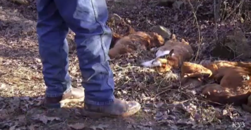 Arkansas Dog Massacre – An Example of Terrorism Targeting Animals