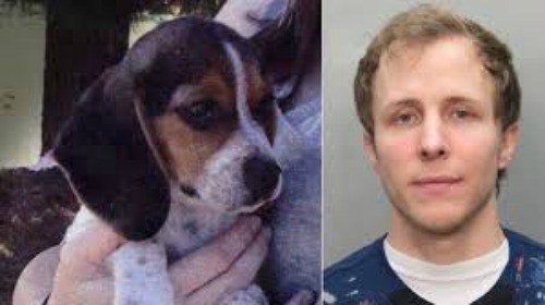 Judge Lets Miami Beach Puppy-Killer Walk Free