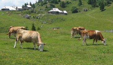 How Cows are Saving the Planet By Turning Desert Back Into Pasture Land