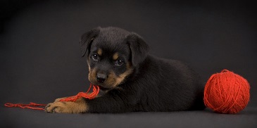 5 Tips on Caring for Your Rottweiler Puppy
