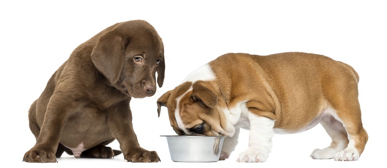 7 Tips on Picking the Best Dog Food for Your New Puppy