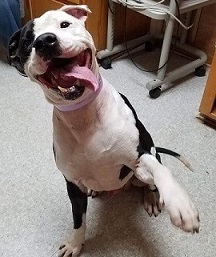 Rescued Stray Dog in Texas Keeps Smiling