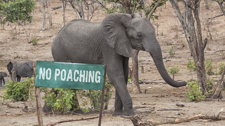 Legalizing Elephant Killing Under Consideration in Botswana