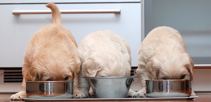 3 Great Kinds of Food for Your Lovely Puppy