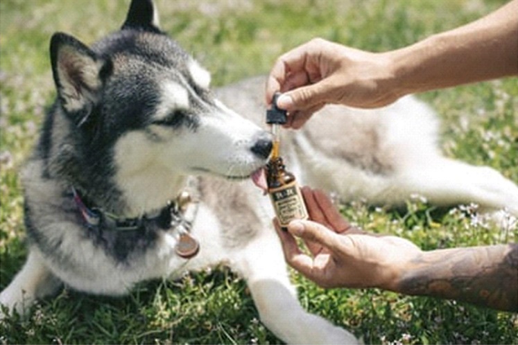 The Wonders of CBD Oil for Dogs