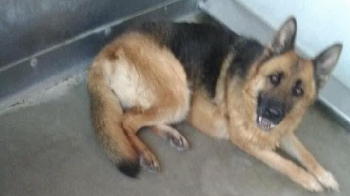 Mistreatment of Senior Dog at Devore Animal Shelter Sparks Outrage