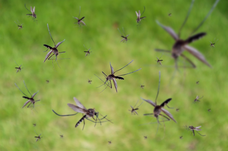 New Study Seeks to Create New GMO Mosquitoes