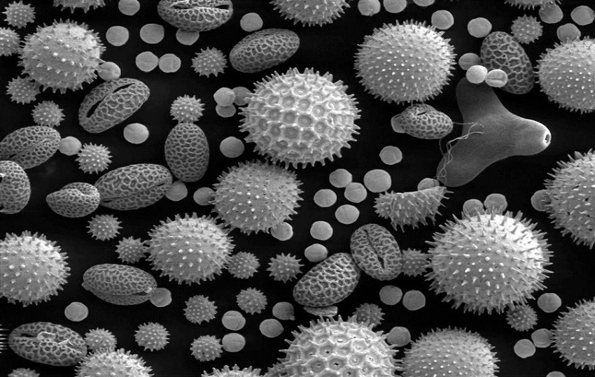 Pollen Carrying COVID – Mock Study Labeled ‘Science’