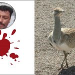Arabs houbara bustards hunting