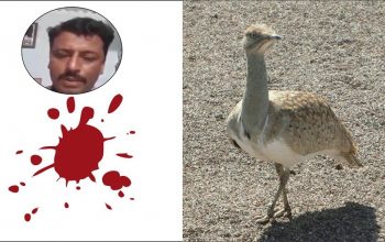 Arabs houbara bustards hunting