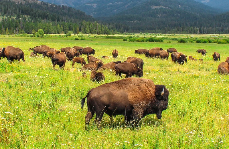 Planned Massacre of Bison at Yellowstone National Park