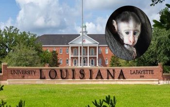 Louisiana University Killing 5 Baby Monkeys