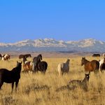 Wild Horses Wyoming